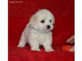 Coton de Tulear Puppy for sale in Durant, OK, USA