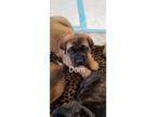 Mastiff Puppy for sale in Brookville, OH, USA