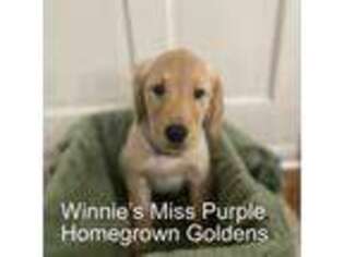 Golden Retriever Puppy for sale in Spring Hill, KS, USA