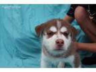 Siberian Husky Puppy for sale in Mocksville, NC, USA