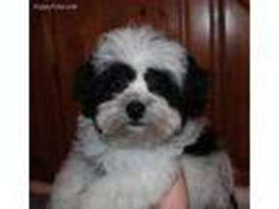 Havanese Puppy for sale in Wellston, OH, USA