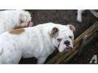 Bulldog Puppy for sale in OAKLAND, OR, USA