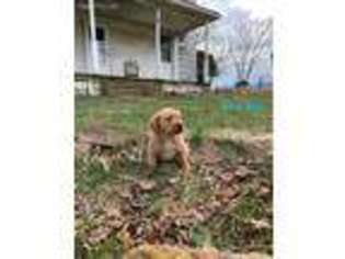Labrador Retriever Puppy for sale in Woodstock, VA, USA