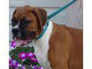 Boxer Puppy for sale in Economy, IN, USA