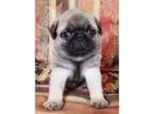 Pug Puppy for sale in Ripley, OK, USA