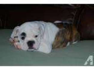 Bulldog Puppy for sale in COLUMBUS, IN, USA