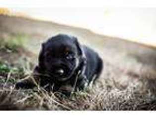 German Shepherd Dog Puppy for sale in Elgin, TX, USA