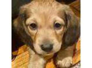 Dachshund Puppy for sale in Midlothian, VA, USA