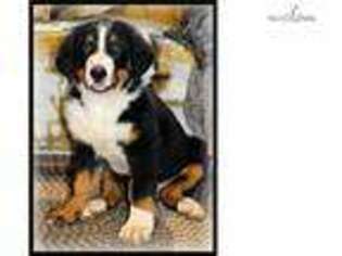 Bernese Mountain Dog Puppy for sale in Columbia, MO, USA
