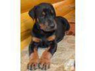 Doberman Pinscher Puppy for sale in CLINTON, MO, USA