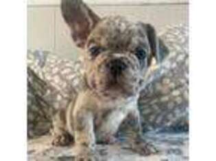 French Bulldog Puppy for sale in Kinzers, PA, USA