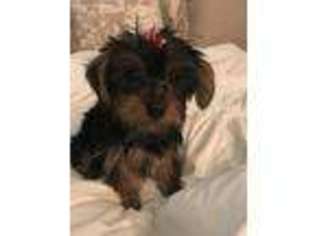 Yorkshire Terrier Puppy for sale in Fremont, WI, USA