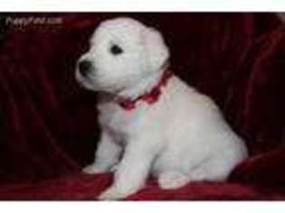 Great Pyrenees Puppy for sale in Nokesville, VA, USA