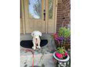 Old English Sheepdog Puppy for sale in American Fork, UT, USA