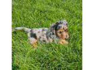 Dachshund Puppy for sale in Sartell, MN, USA