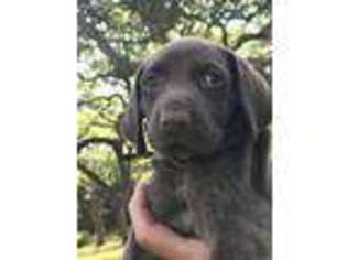 German Shorthaired Pointer Puppy for sale in Bulverde, TX, USA