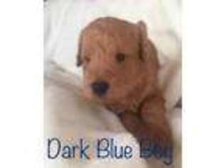 Labradoodle Puppy for sale in Kerrville, TX, USA