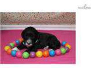 Portuguese Water Dog Puppy for sale in Sioux City, IA, USA