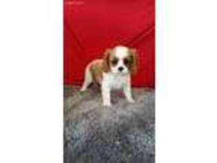 Cavalier King Charles Spaniel Puppy for sale in Mount Pleasant, IA, USA