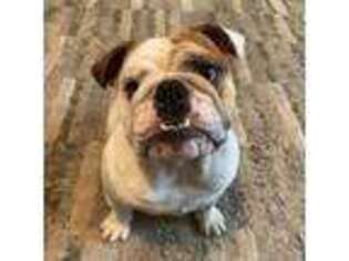 Bulldog Puppy for sale in Abilene, TX, USA