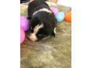 Pembroke Welsh Corgi Puppy for sale in Eldon, MO, USA