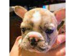 French Bulldog Puppy for sale in Roxana, IL, USA