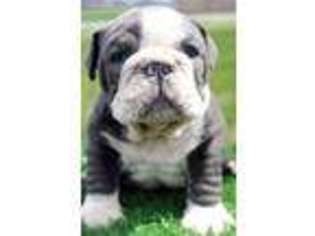 Bulldog Puppy for sale in Ithaca, NY, USA