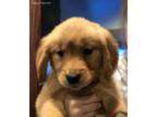 Golden Retriever Puppy for sale in Butler, PA, USA