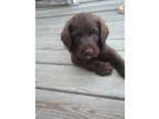 Labradoodle Puppy for sale in Galena, MO, USA