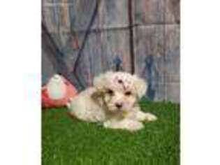 Maltese Puppy for sale in Arcola, IL, USA