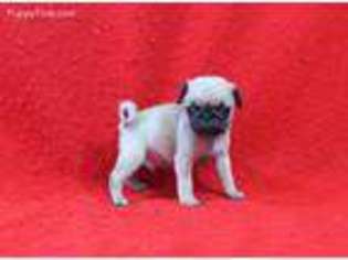 Pug Puppy for sale in Pierce City, MO, USA