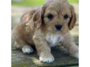 Cavapoo Puppy for sale in Wakarusa, IN, USA