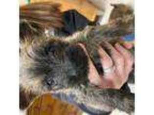 Cairn Terrier Puppy for sale in Wells, ME, USA