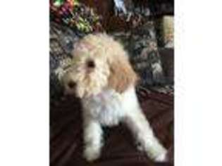 Mutt Puppy for sale in Arcadia, OH, USA