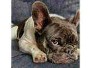 French Bulldog Puppy for sale in Irwin, PA, USA