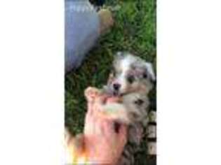 Miniature Australian Shepherd Puppy for sale in Comanche, TX, USA