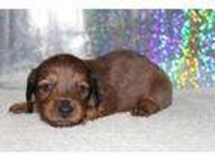 Dachshund Puppy for sale in Miller, MO, USA