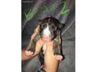 Bull Terrier Puppy for sale in Liberty Hill, TX, USA