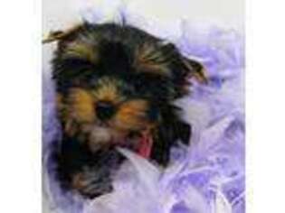 Yorkshire Terrier Puppy for sale in Chapmansboro, TN, USA