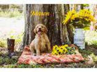 Goldendoodle Puppy for sale in Dade City, FL, USA