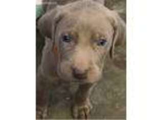 Weimaraner Puppy for sale in Atwood, TN, USA