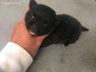 Pomeranian Puppy for sale in Douglas, GA, USA