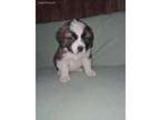 Saint Bernard Puppy for sale in New Haven, IN, USA