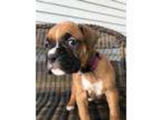 Boxer Puppy for sale in Ashton, ID, USA