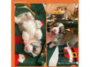 Pembroke Welsh Corgi Puppy for sale in Milliken, CO, USA