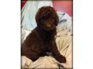 Goldendoodle Puppy for sale in Hillsdale, MI, USA