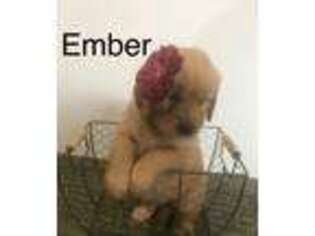 Golden Retriever Puppy for sale in Shaftsbury, VT, USA