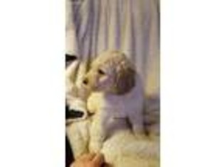 Labradoodle Puppy for sale in North Bend, WA, USA