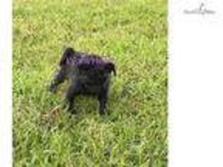 Pug Puppy for sale in Gainesville, FL, USA