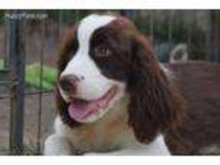 English Springer Spaniel Puppy for sale in Springboro, OH, USA